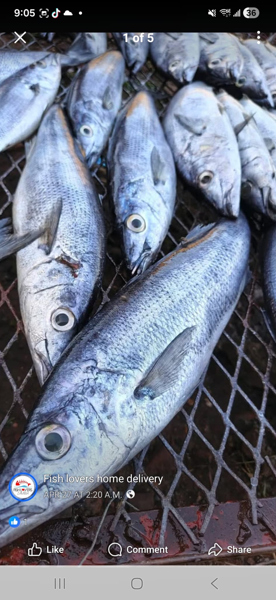 Fresh Tanganyika Sardines (Mikeke Fresh / Dagaa Fresh)